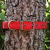 Red Paded Dog Collar